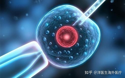 供卵试管婴儿移植后的最佳营养是什么