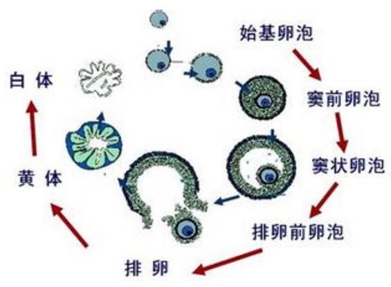 借卵试管婴儿期间感冒了该怎么办？借卵试管婴儿期间感冒会有什么影响？