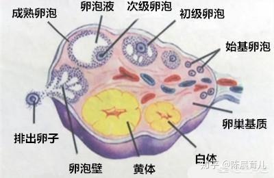 细胞抑制剂对体外循环有什么好处？赛增注射液后要注意什么