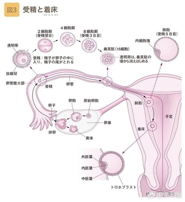 供精试管技术是否成熟？