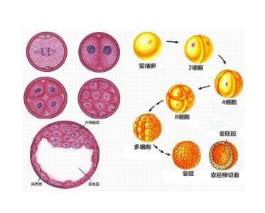 借卵生子代怀试管是如何送回母亲的肚子里的？