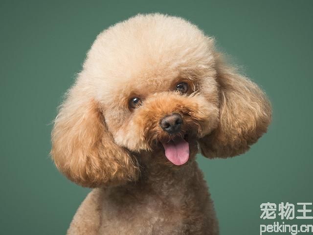 做供卵代怀试管取卵后卵巢能恢复到正常大小吗？